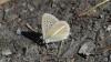 Polyommatus damon